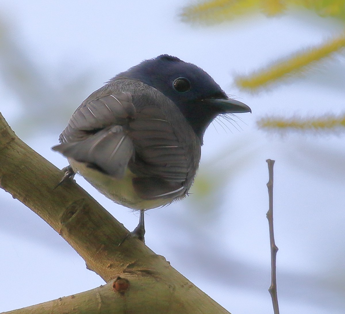 Black-naped Monarch - ML614670364