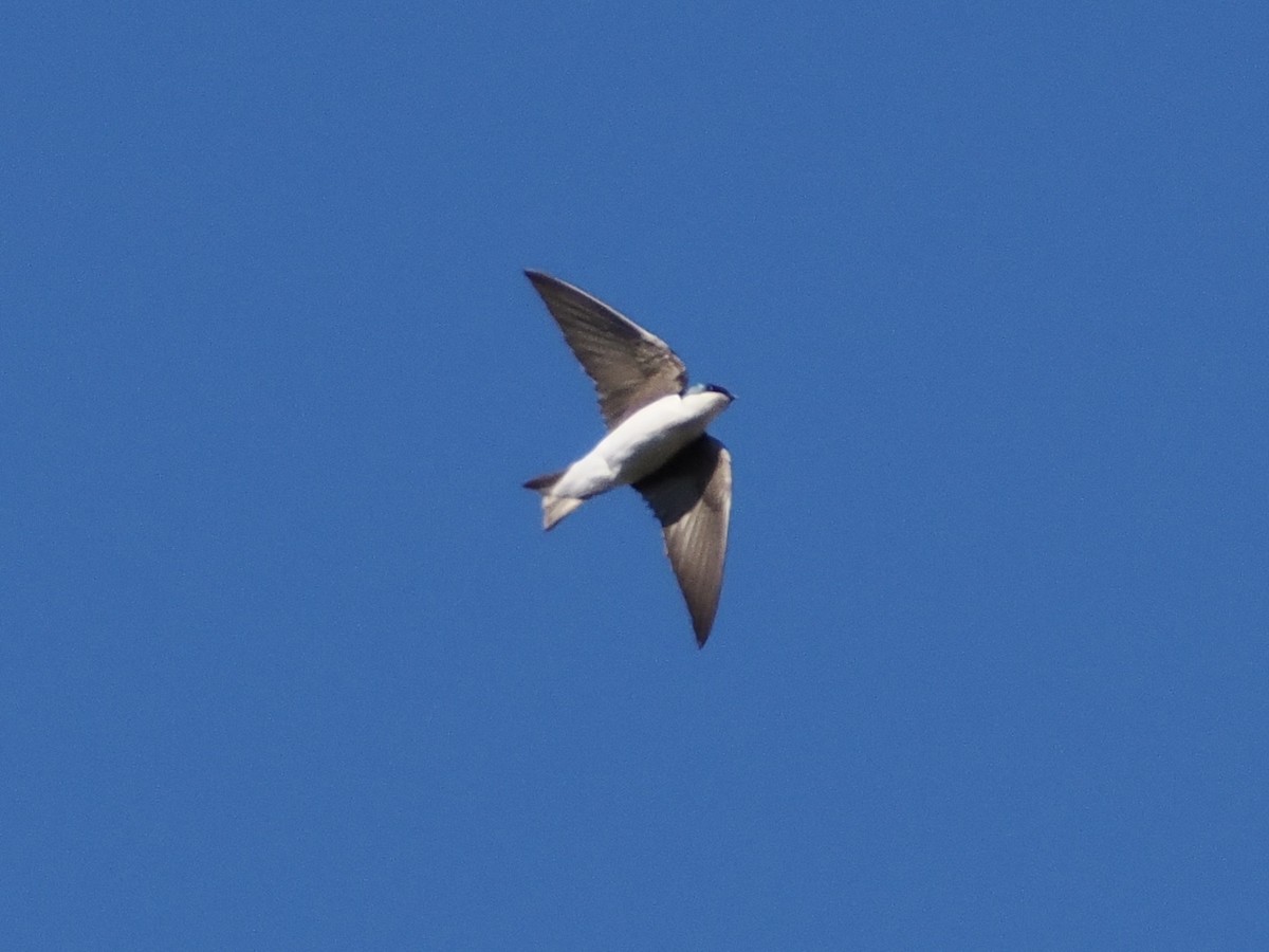 Tree Swallow - ML614670410