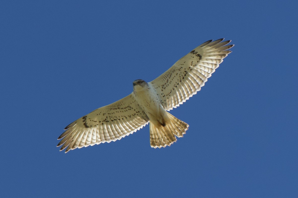 Ferruginous Hawk - Frank Severson