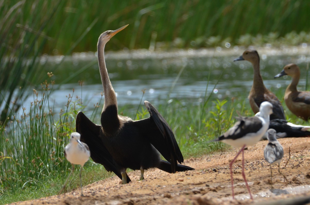 anhinga indomalajská - ML614670438