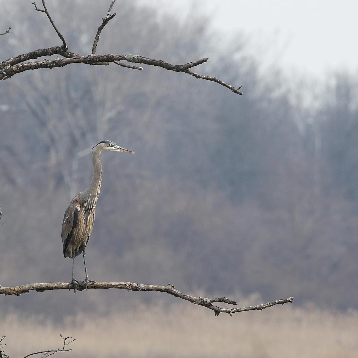 Great Blue Heron - ML614670524