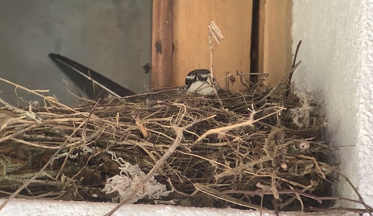 Madagascar Wagtail - ML614670624