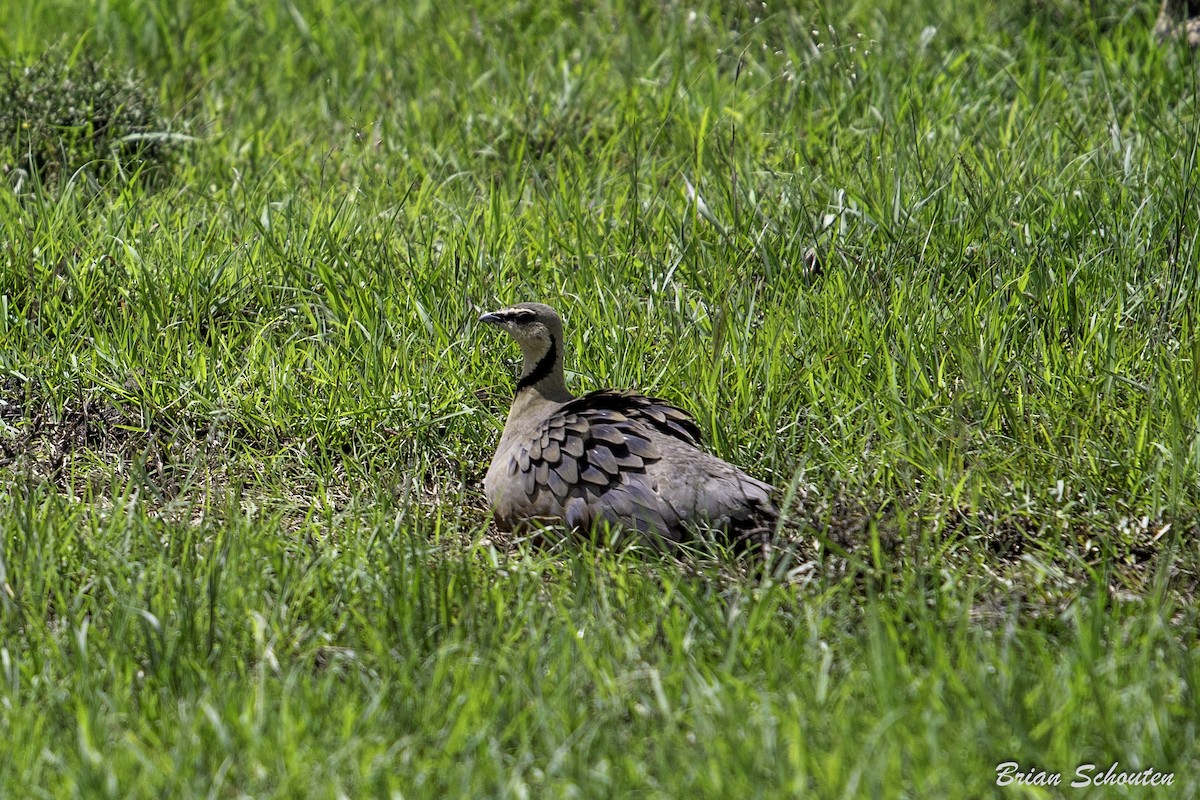 Yellow-throated Sandgrouse - ML614670627