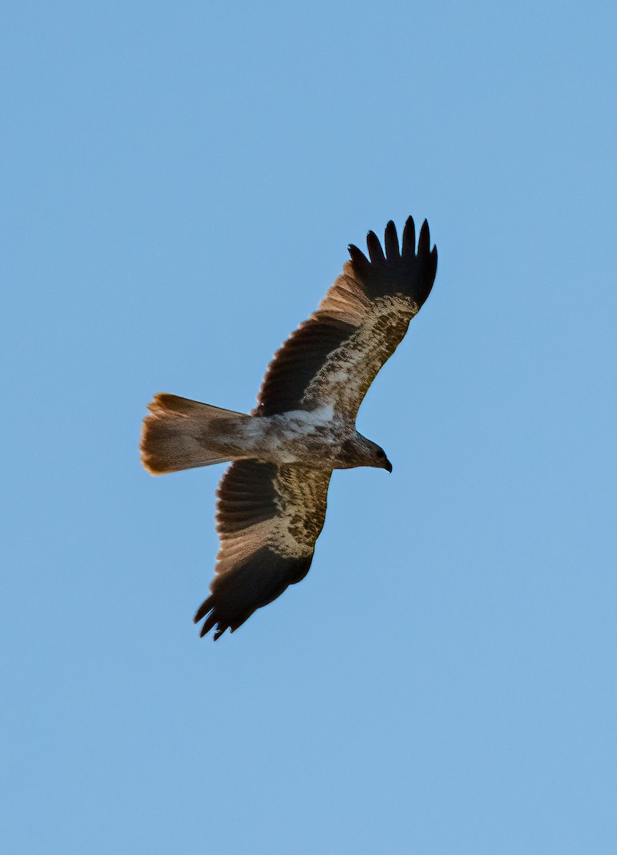 Whistling Kite - ML614670631