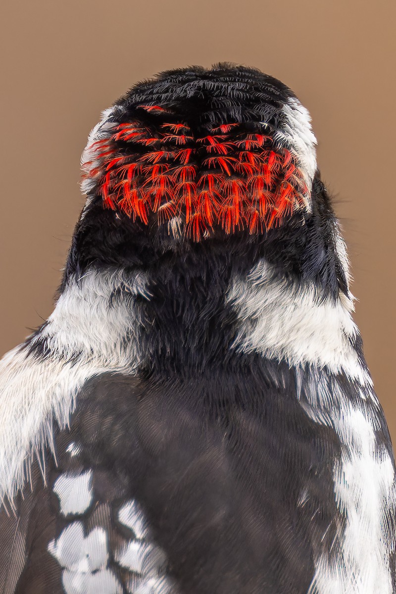 Downy Woodpecker - ML614670657