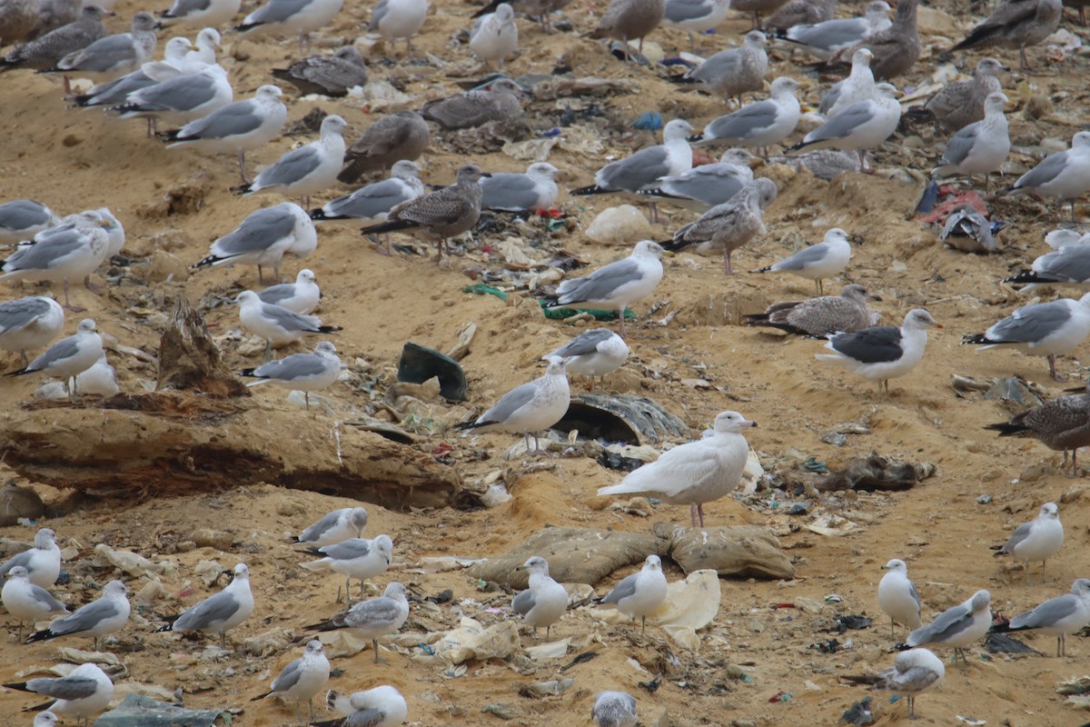 Glaucous Gull - ML614670660