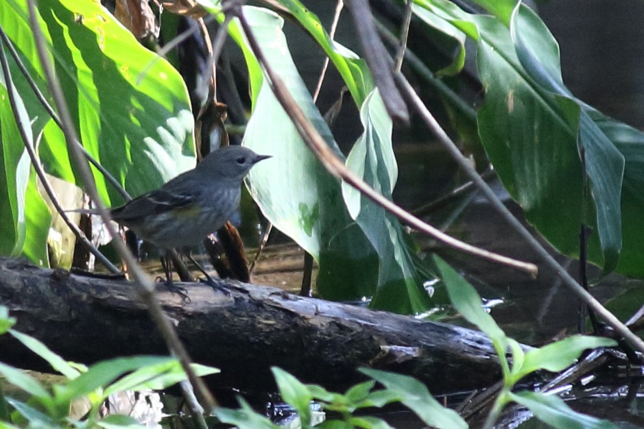 Yellow-rumped Warbler - ML614670689