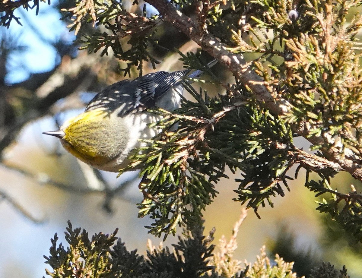 Hermit Warbler - ML614670802