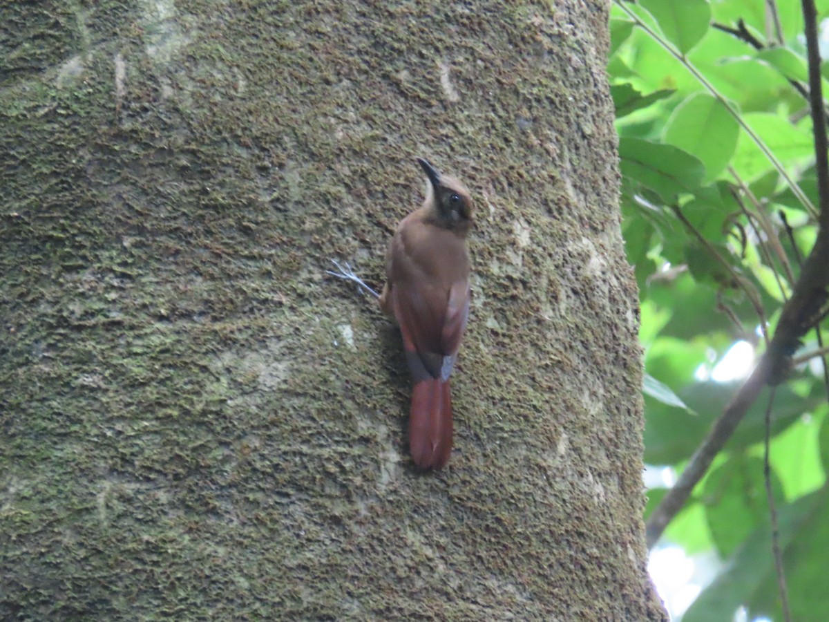 Plain-brown Woodcreeper (Plain-brown) - ML614670805