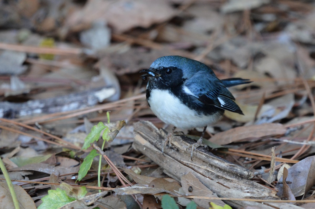 Black-throated Blue Warbler - ML614670841