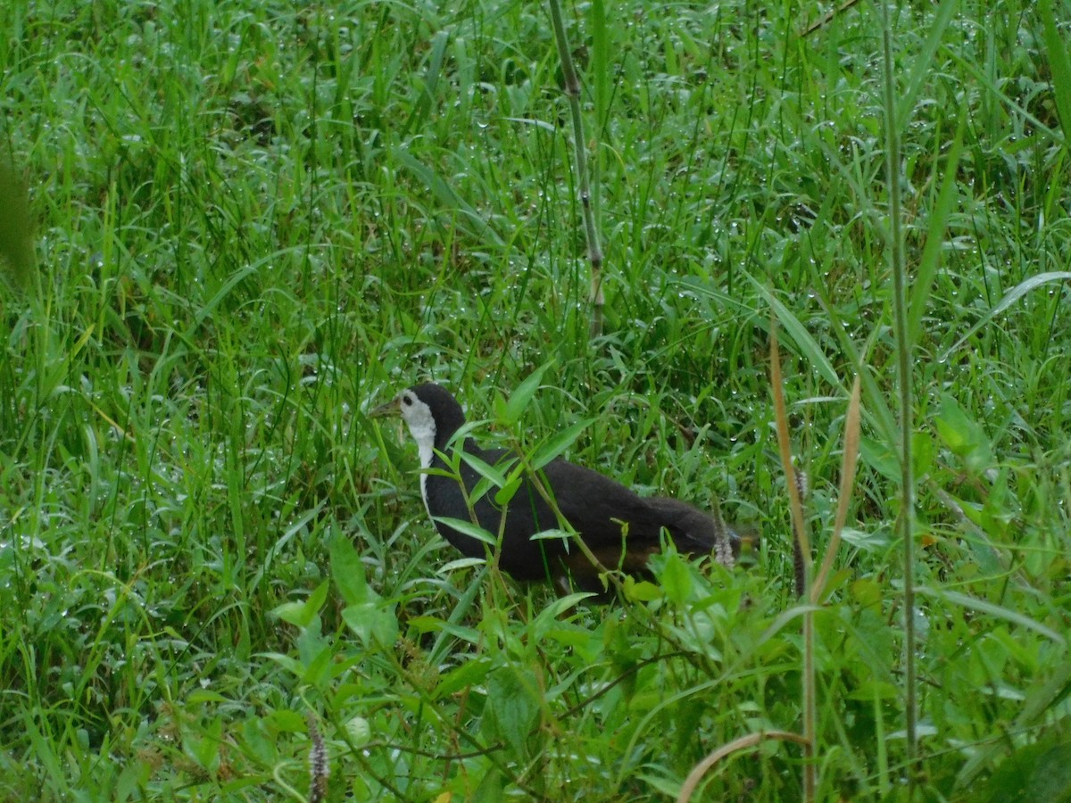 White-breasted Waterhen - ML614670856