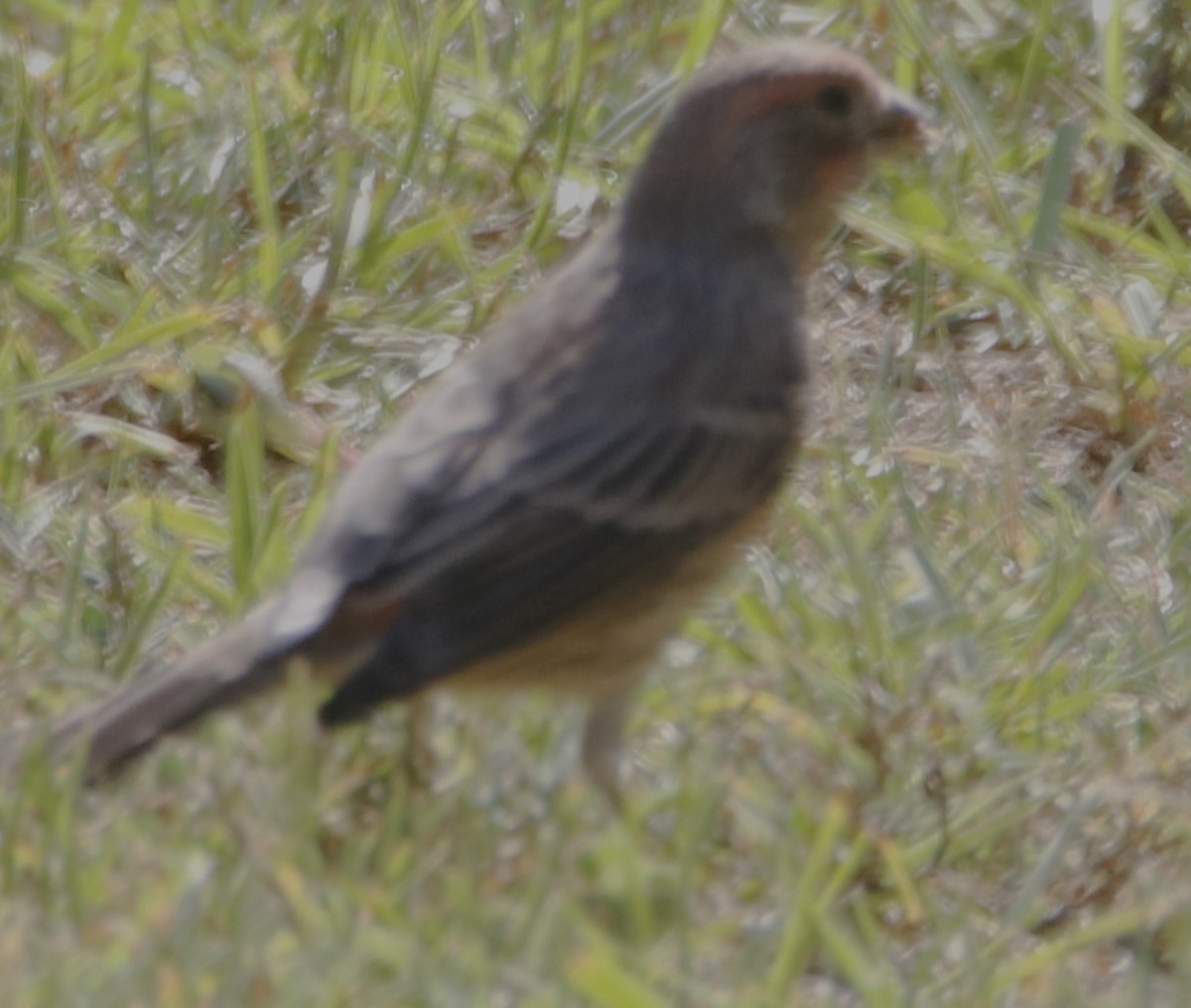 House Finch - Barry Spolter