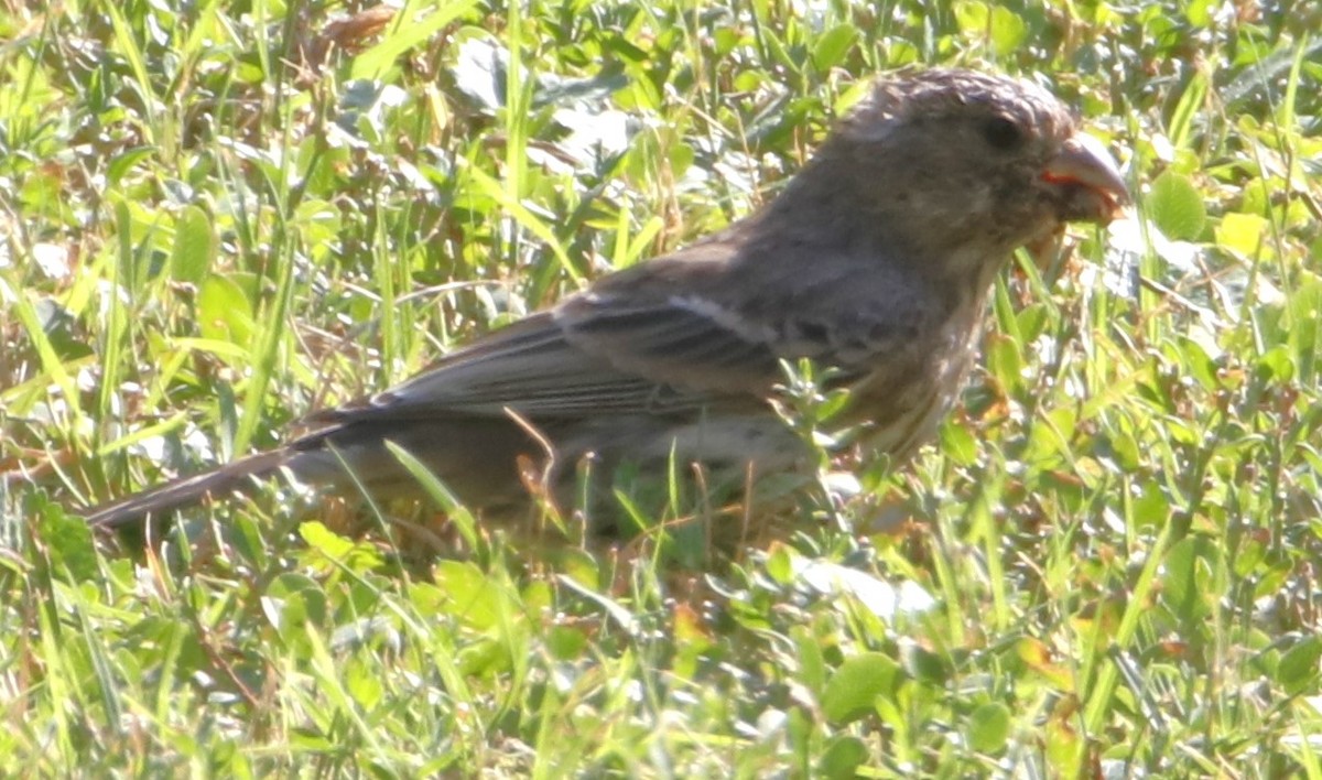 House Finch - ML614670872