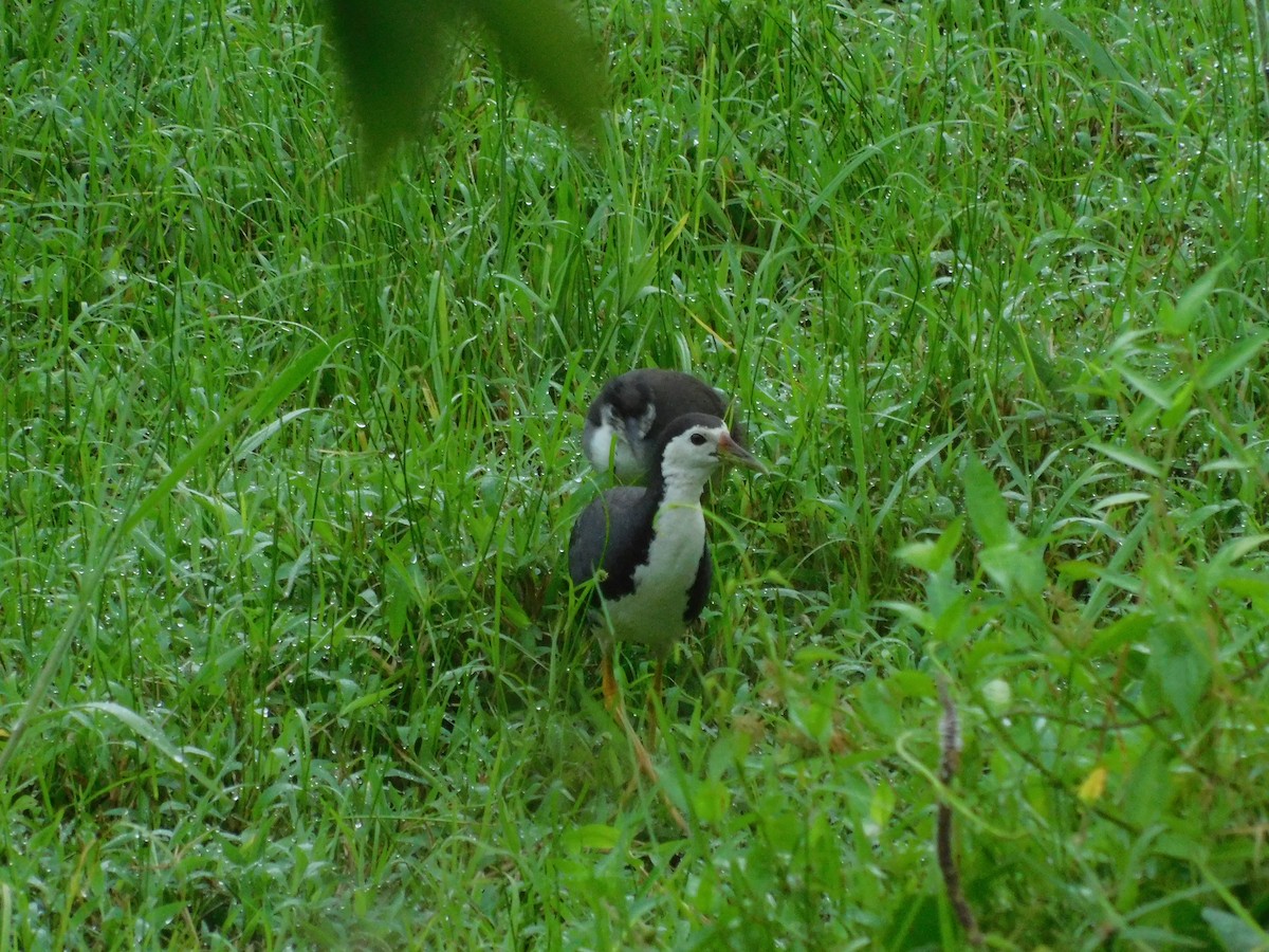 White-breasted Waterhen - Holger Woyt