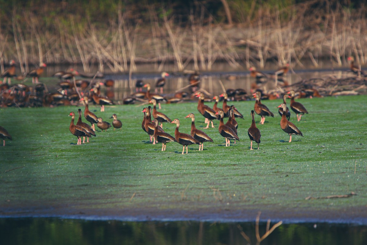 Black-bellied Whistling-Duck - ML614670899