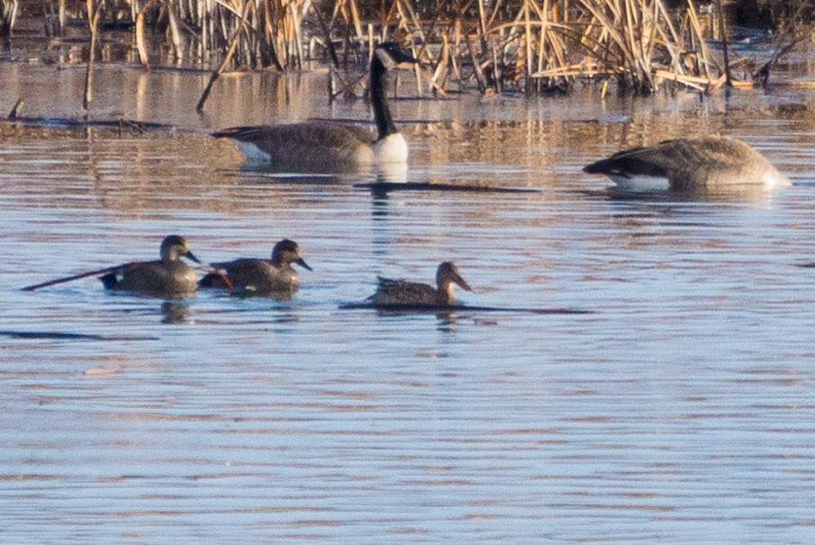 Northern Shoveler - ML614670900