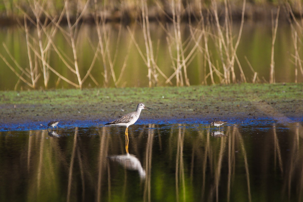 Greater Yellowlegs - ML614670998