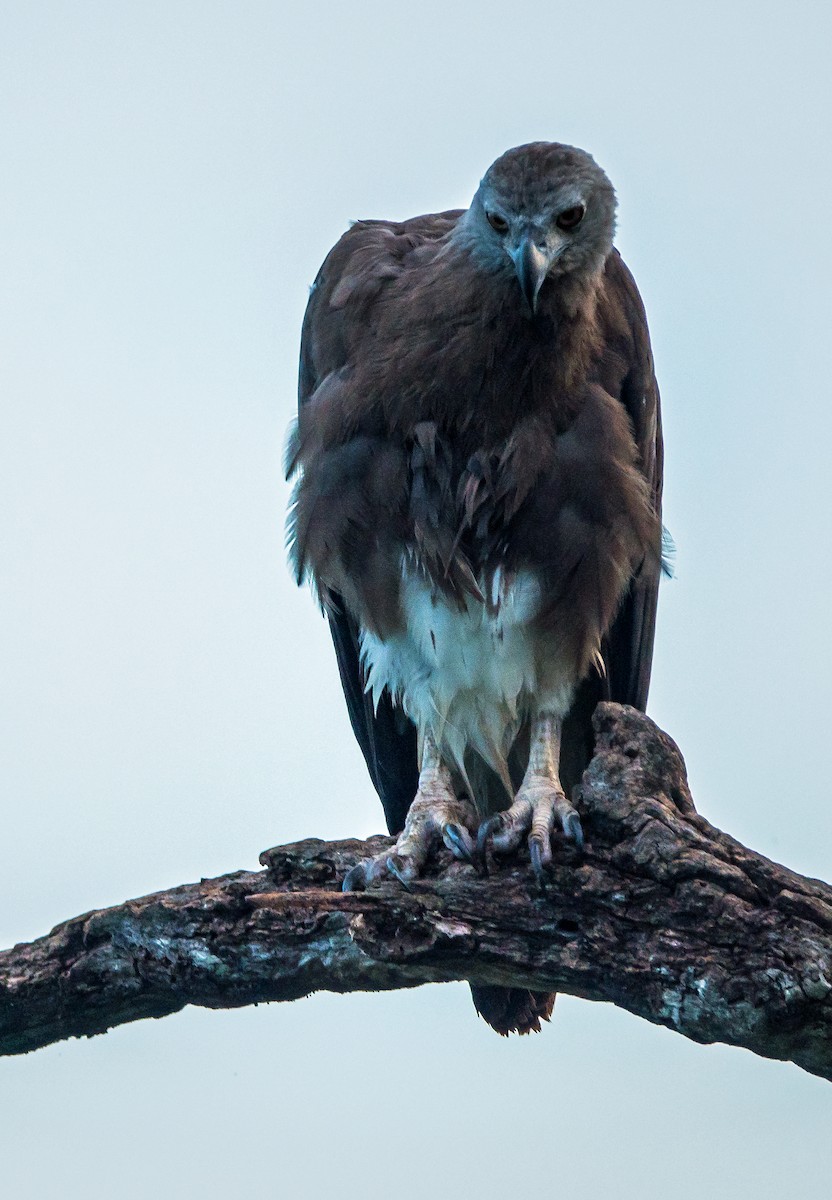 Gray-headed Fish-Eagle - ML614671018