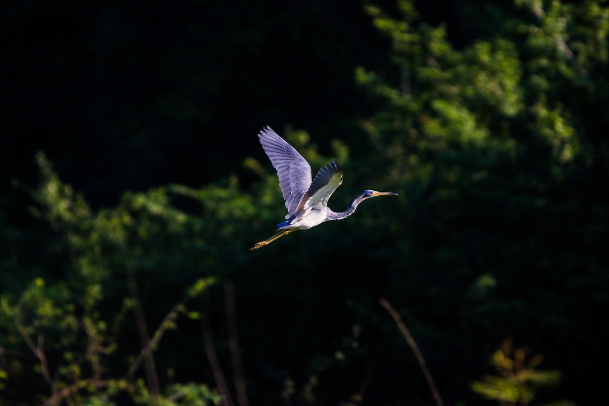 Tricolored Heron - Matthew  Sacul