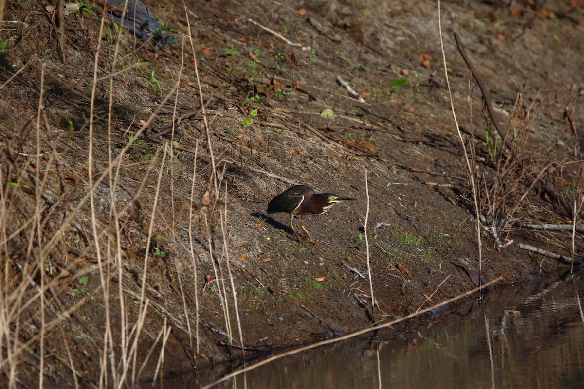 Green Heron - ML614671041