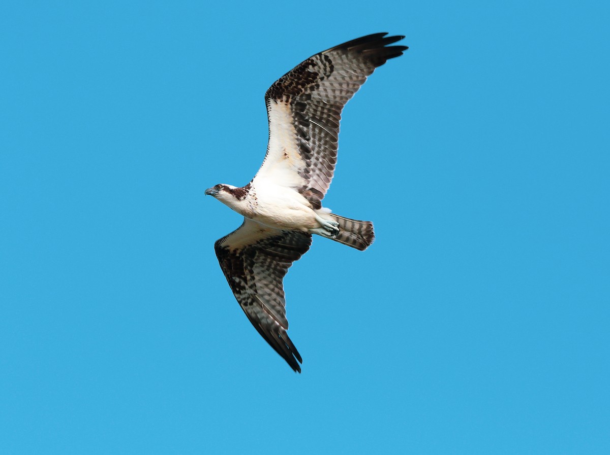 Águila Pescadora - ML614671096