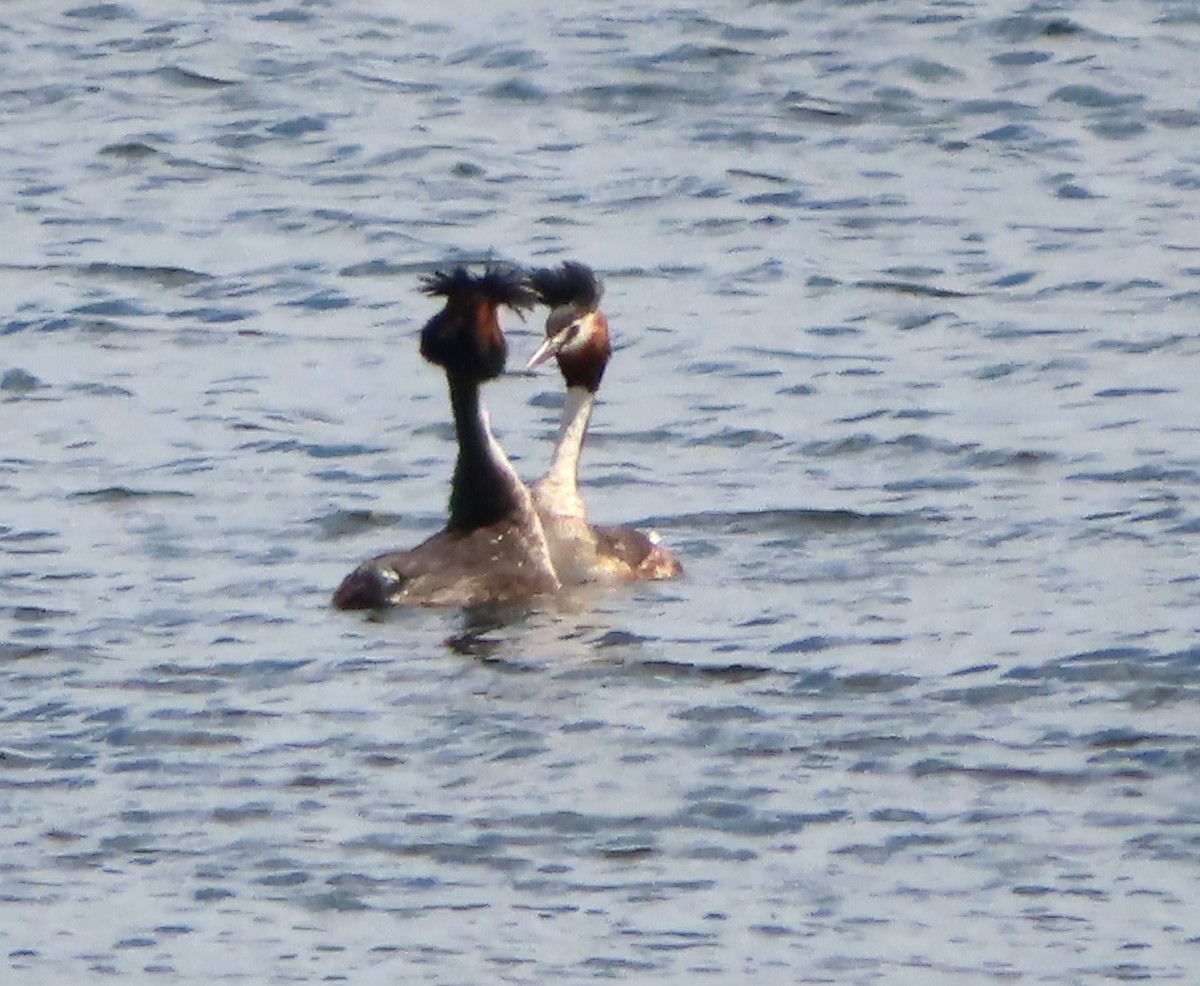 Great Crested Grebe - Paul Dobbie