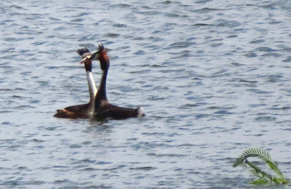 Great Crested Grebe - Paul Dobbie