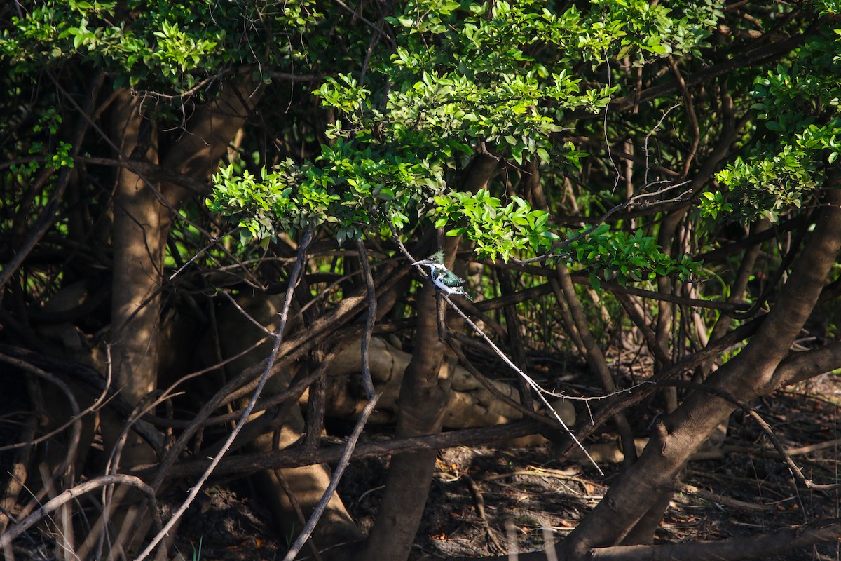 Amazon Kingfisher - Matthew  Sacul