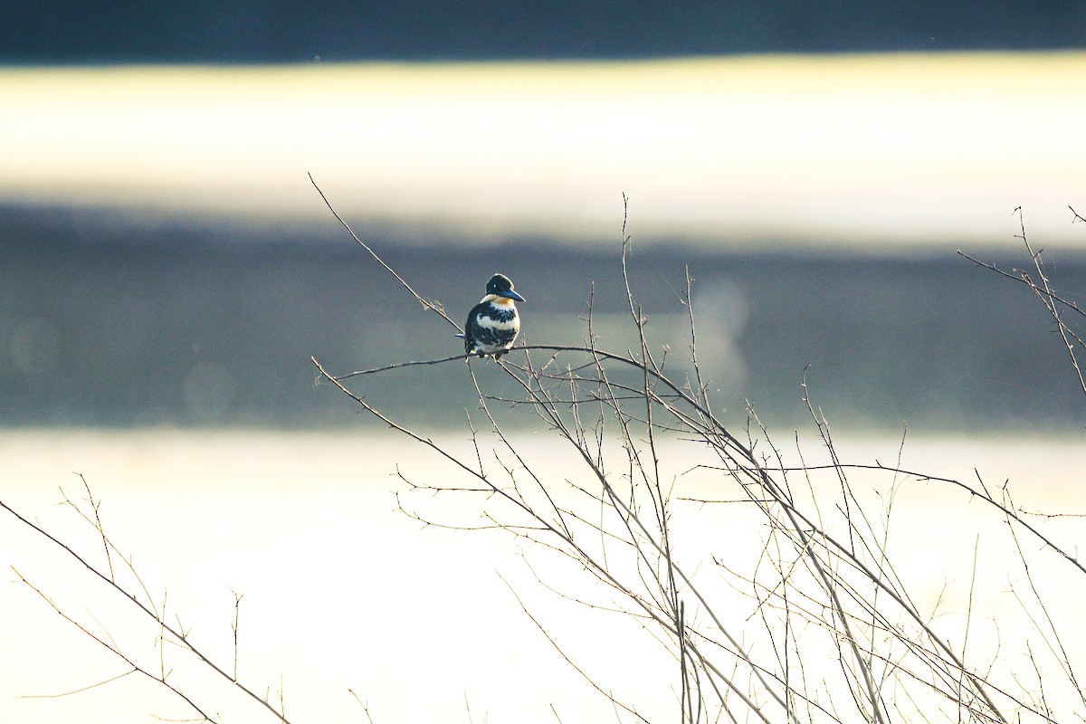 Green Kingfisher - Matthew  Sacul