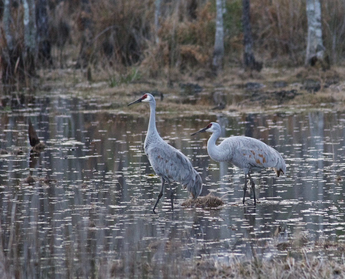 Sandhill Crane - Janice Neitzel