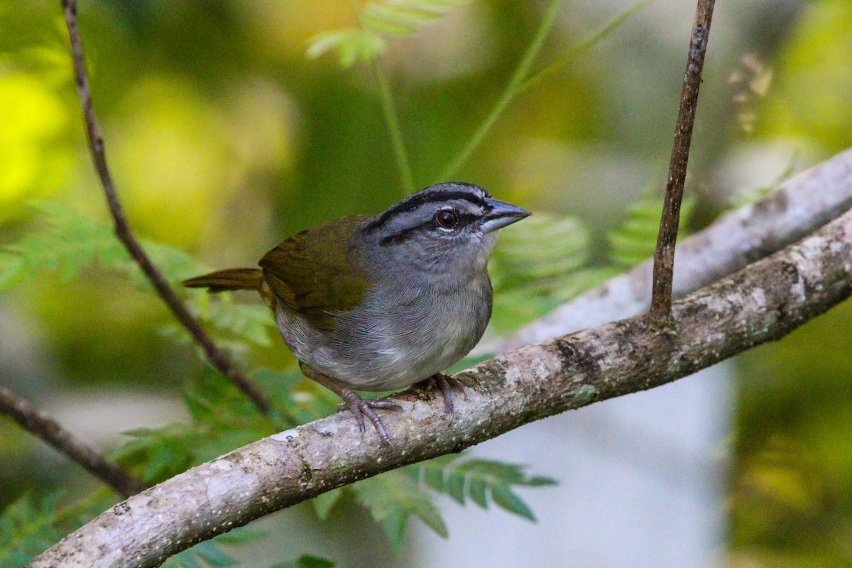 Green-backed Sparrow - Matthew  Sacul