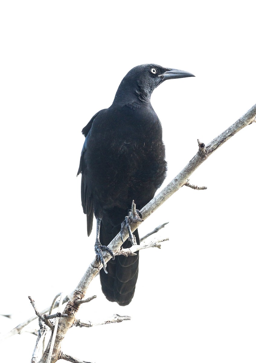 Great-tailed Grackle - Matthew  Sacul