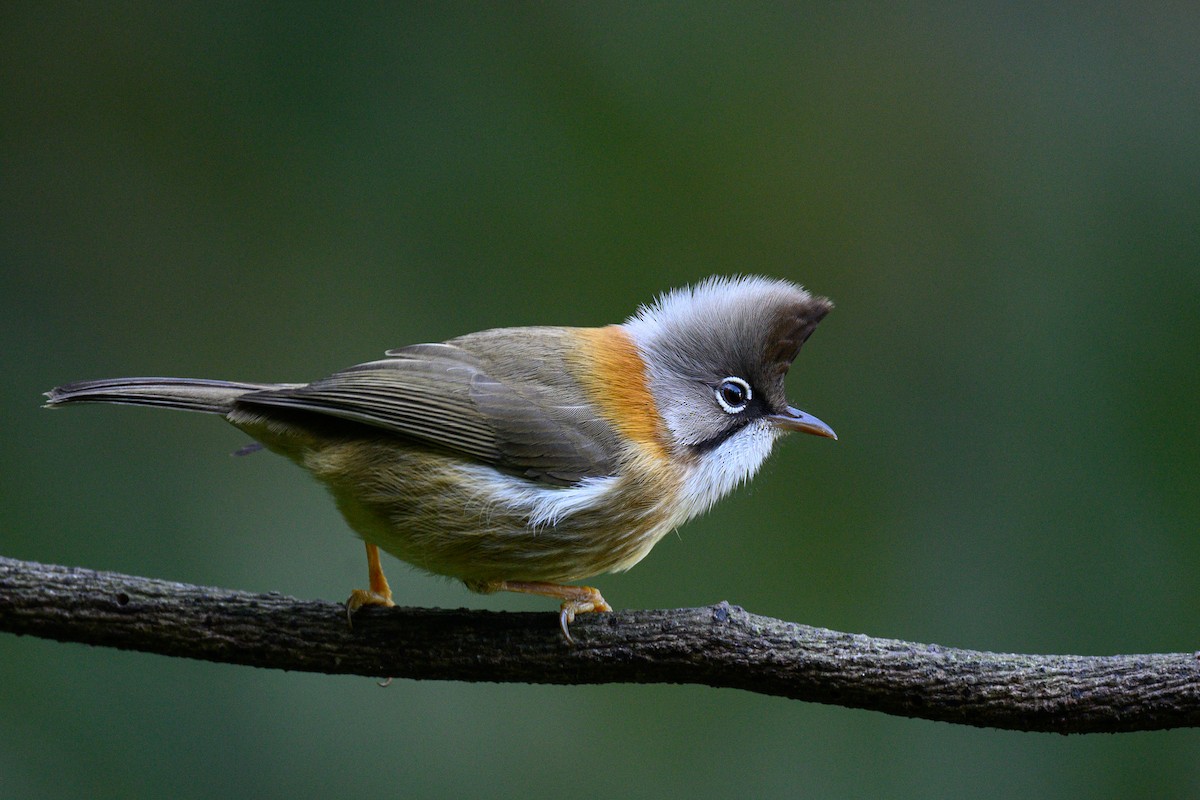 Whiskered Yuhina - ML614671293