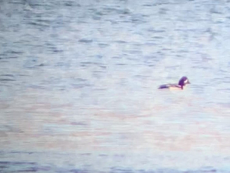 Barrow's Goldeneye - ML614671298