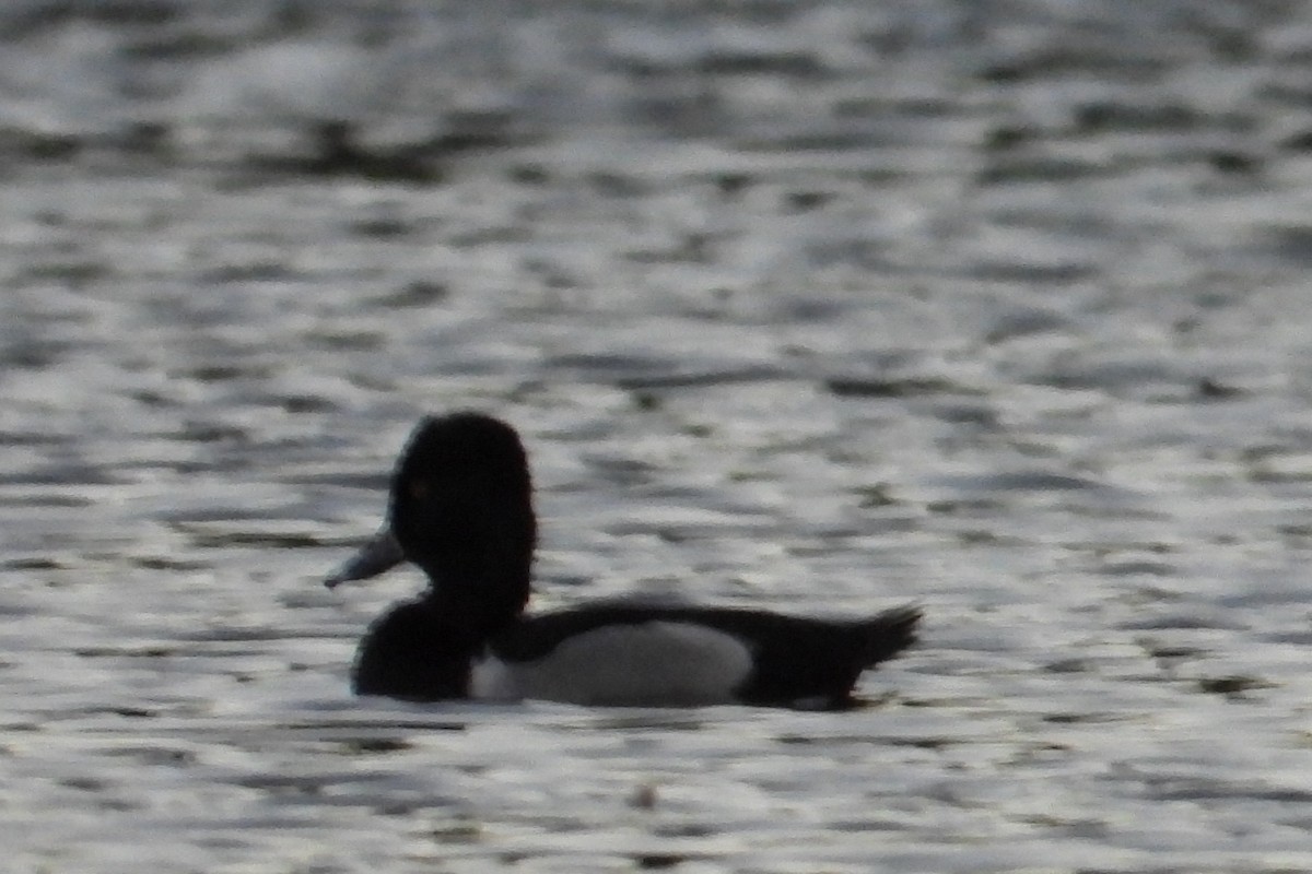 Ring-necked Duck - ML614671330