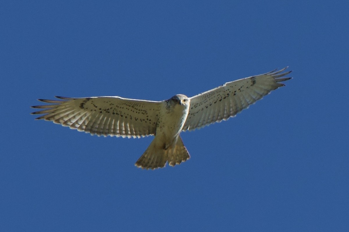 Ferruginous Hawk - Frank Severson