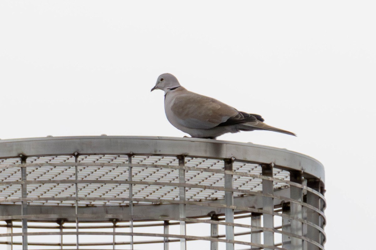 Eurasian Collared-Dove - James Davis