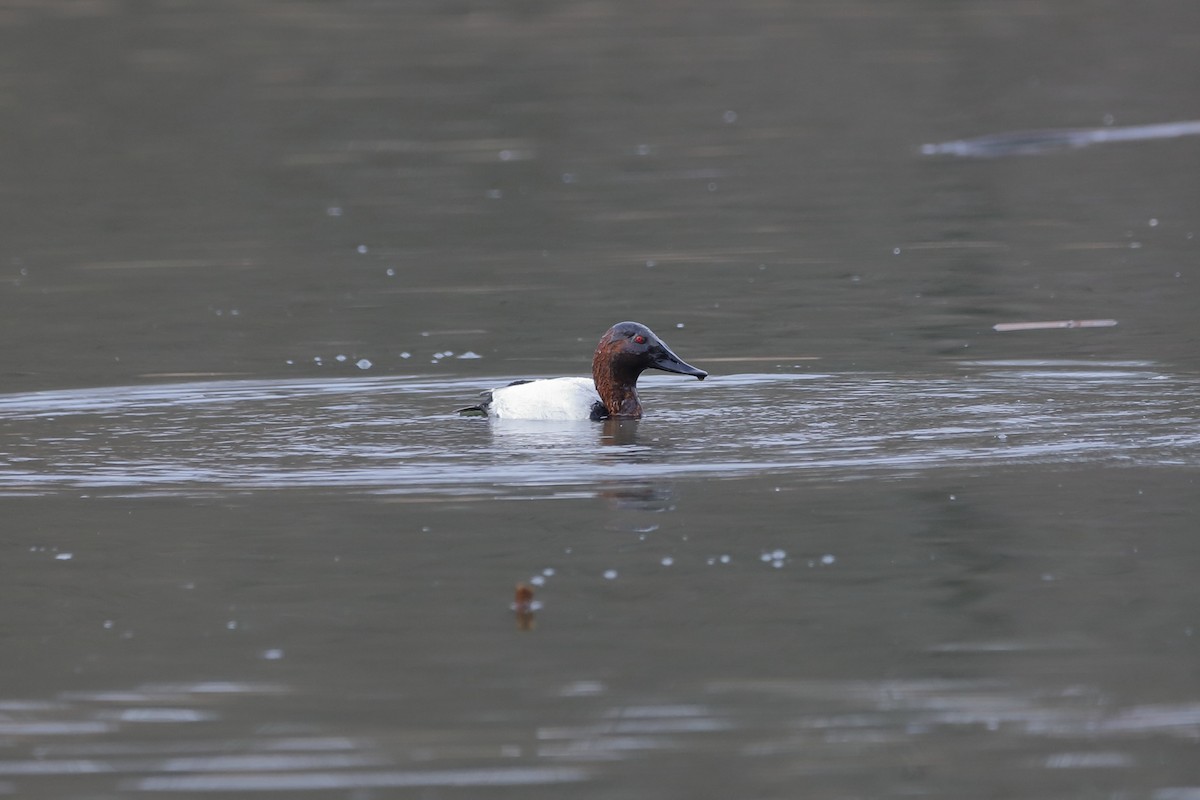 Canvasback - ML614671462