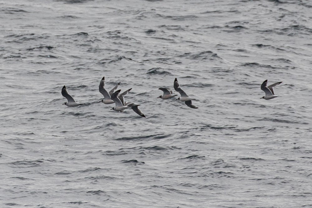 Franklin's Gull - ML614671477