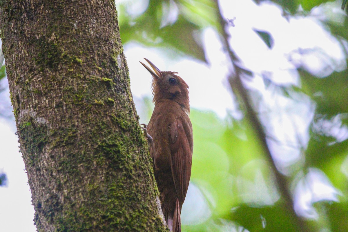 Ruddy Woodcreeper - Matthew  Sacul