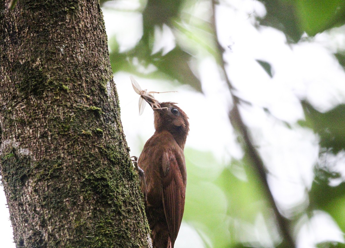 Ruddy Woodcreeper - Matthew  Sacul