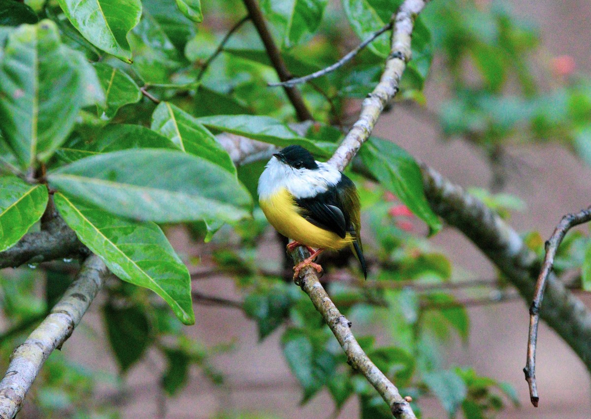 White-collared Manakin - Matthew  Sacul