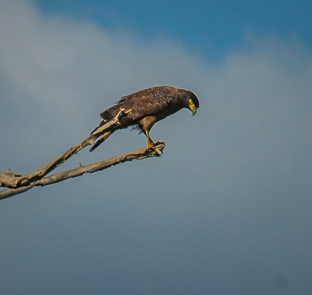 Crested Serpent-Eagle - ML614671537