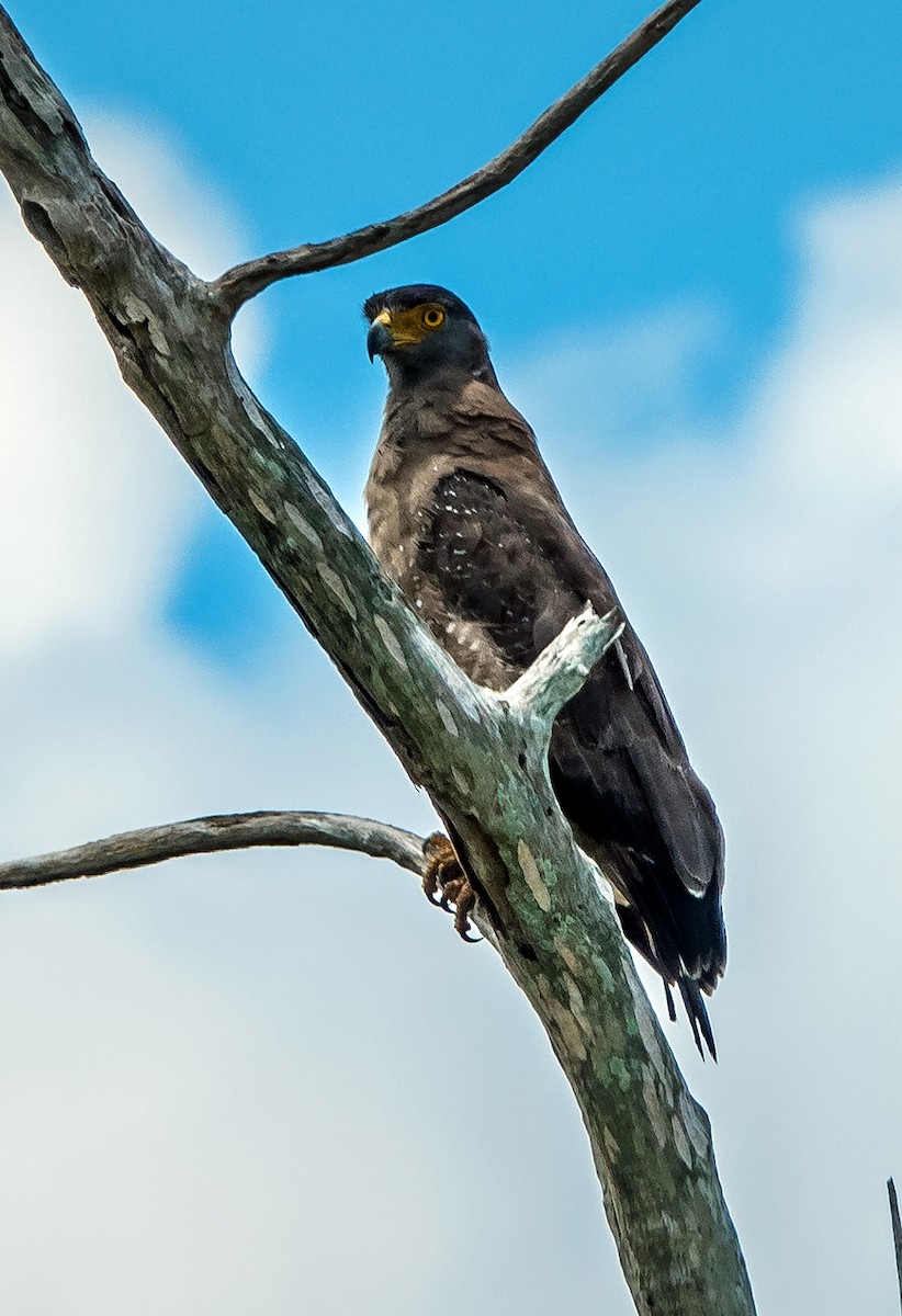 Crested Serpent-Eagle - ML614671538