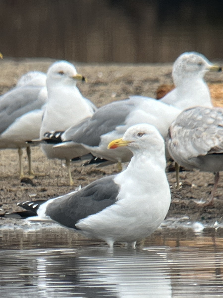 Lesser Black-backed Gull - Walter Stutz