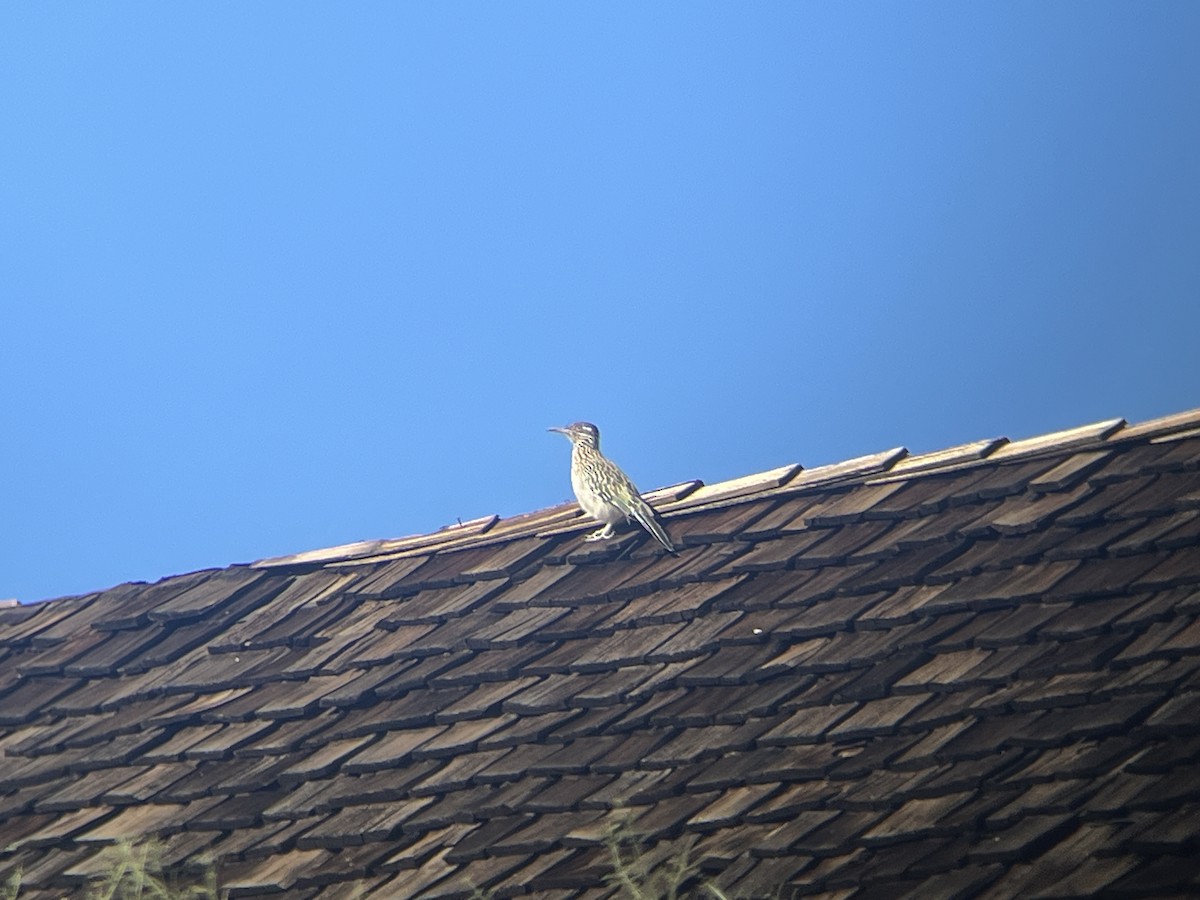 Greater Roadrunner - ML614671630