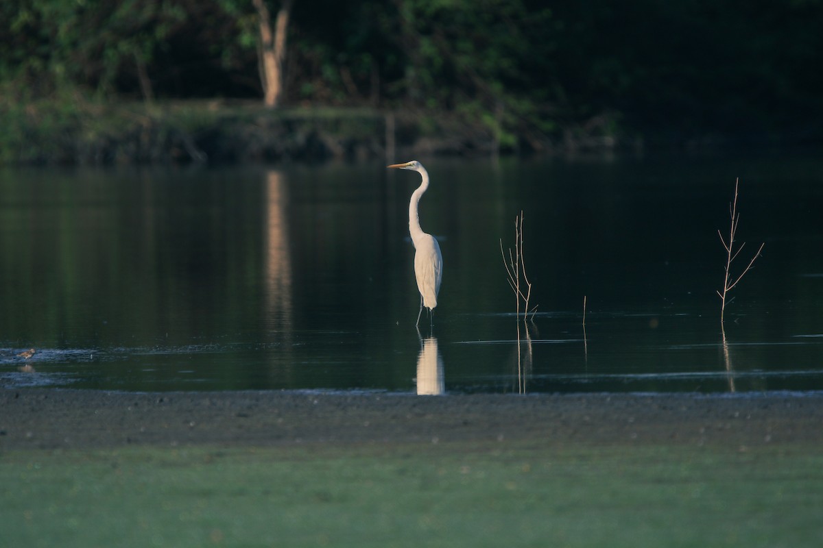 Great Egret - ML614671635