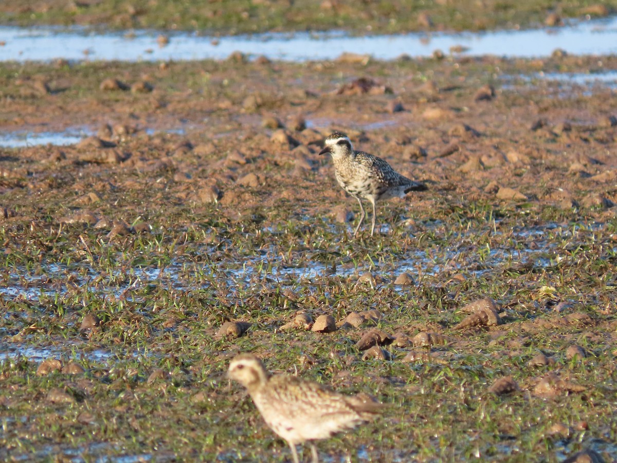 Pacific Golden-Plover - ML614671674