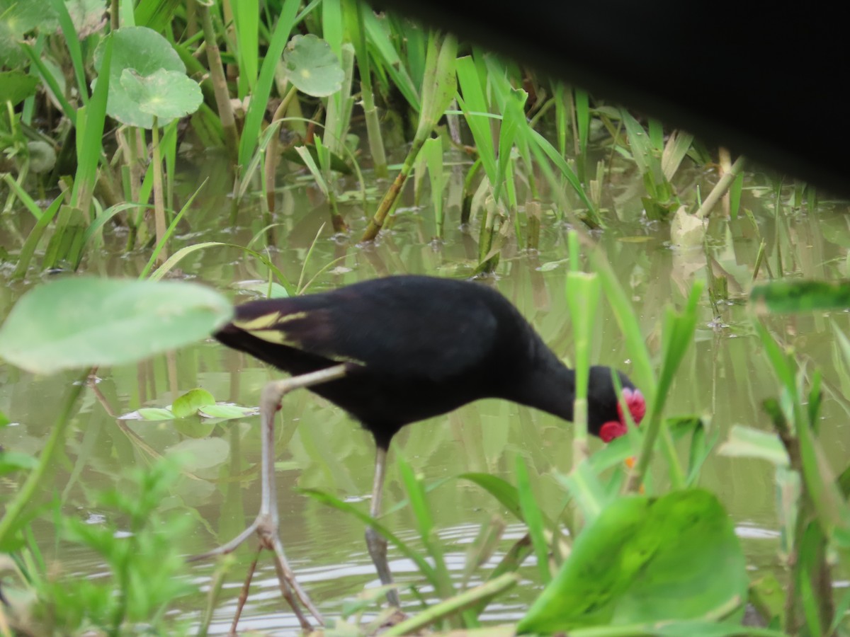 Wattled Jacana (Black-backed) - ML614671703