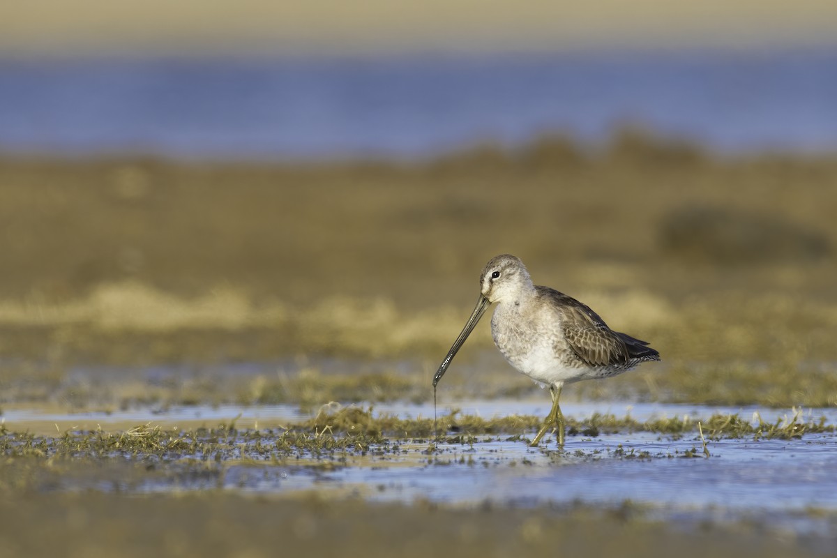 Long-billed Dowitcher - Amy Hudechek